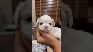 Maltese teacup cute puppy [upl. by Chang]