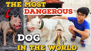 The Most Dangerous Dog  Is this breed banned in India  pet vlog [upl. by Eetsim]