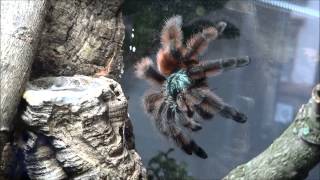 Staceys breakfast Avicularia versicolor [upl. by Kemme944]