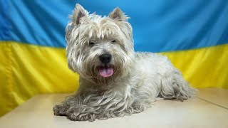 Grooming a West Highland White Terrier  Unbelievable Transformation [upl. by Peale]