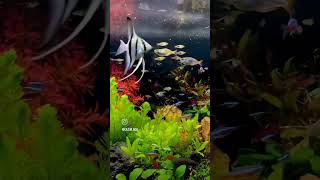 angelfish cardinaltetras♥️ rainbowfish harlequinrasborafish plantedtank aquarium fish hobby [upl. by Mathis]