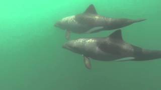 Heaviside Dolphins off Yzterfontein  Cape Town [upl. by Kazim123]