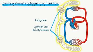 Kredsløbet Lymfesystemet [upl. by Julia233]