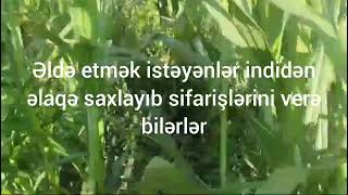 maralfalfa sheepfarming Müştərimiz 60 sotda əldə etdiyi 15 ton maralfalfa [upl. by Osanna609]