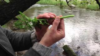 Hemlock Water Dropwort Oenanthe crocata [upl. by Aivatahs]