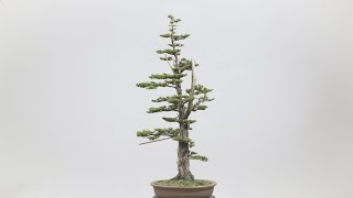 Cryptomeria Transformation [upl. by Yruam]