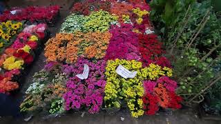 Feira Das Planta CEASA SP Lindas Flores e Baratas [upl. by Adnovay]