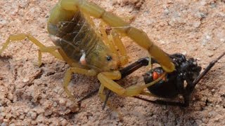 Scorpion Catching Stinging And Preying On Black Widow WarningMay be disturbing to some viewers [upl. by Vorfeld]