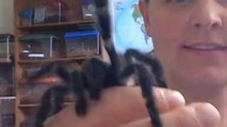 Tarantula HobbyBig spiders [upl. by Relyhs]