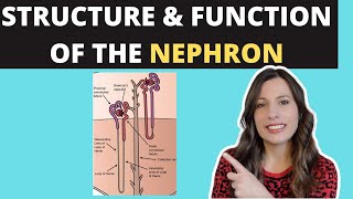 Structure of the NEPHRON Alevel Biology Ultrafiltration and selective reabsorption in the kidney [upl. by Diet]