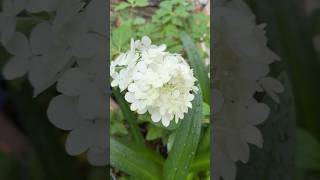 Primera flor de Hortensia “Limelight” en sólo 4 meses [upl. by Steele948]