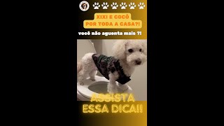 🐕Como Ensinar Seu Cachorro a Fazer Xixi e Cocô no Lugar Certo 🐶🐾😍 dog dogs alphapetsconsultoria [upl. by Picardi]