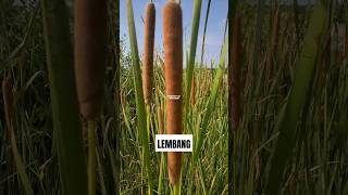 TANAMAN LEMBANG ‼️ Typha angustifolia lembang typhaangustifolia embet obor [upl. by Wandy835]