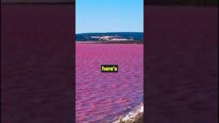 The Floating Pink lake A Natural Wonder nature travel [upl. by Rexford613]