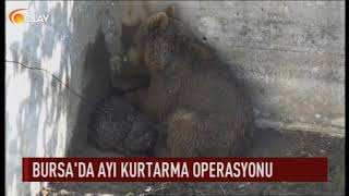 Bursada ayı kurtarma operasyonu [upl. by Enimajneb]