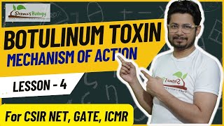 Botulinum toxin mechanism of action  Neurotoxin mode of action [upl. by Wileen]