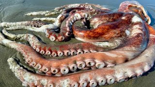 Mother dies soon after the young have hatched  Giant Pacific octopus [upl. by Ecyt]