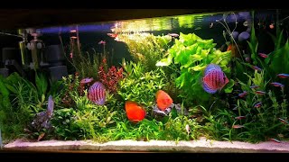 180 Gallon Discus Planted Aquarium Setup  Beautiful Discus Tank Mates [upl. by Donovan]