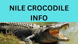 NILE CROCODILEin captive [upl. by Hamforrd]