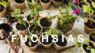 How to Propagating Fuchsias on How to Grow a Garden with Scarlett [upl. by Leinoto]