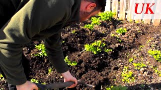 How to Earth up Potatoes  Using a Spade and Hoe  UK [upl. by Rodriguez988]