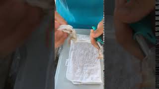 Toadfish  Frogmore Shrimp Cleaner  Demo [upl. by Htiduj773]