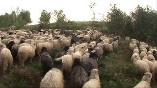 quotSCHAFES BRUDER quot Trailer zum Dokumentarfilm über einen wirklich quotcoolenquot Hirten [upl. by Anah]