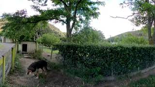 Standing Near Dog  Fear of Dogs Cynophobia  Medium anxiety  VR clip 360 video [upl. by Anum]