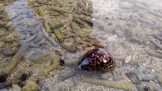 Sea Snail Calf Cowrie Mollusca Gastropoda in Pramuka Island Indonesia [upl. by Nosirrag932]