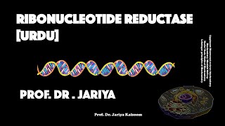 RIBONUCLEOTIDE REDUCTASE URDU VERSION [upl. by Burnett165]