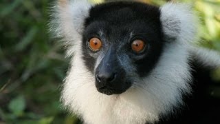 Lemurs of Madagascar HD [upl. by Evadnee892]