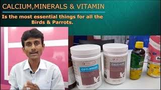 Parrots Birds Breeding Tips  Vitaminescalcium amp Minerals for Birds Parrots [upl. by Willumsen]