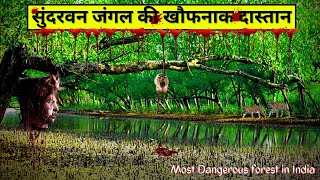 सुंदरबन जंगल की कहानी  The Sundarban Indias Most Dangerous Forest  Sundarban Mangroves in Hindi [upl. by Aserehtairam559]