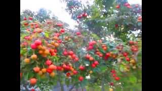 Sweet amp Edible Fruit of Cornus kousa Dogwood [upl. by Rees]