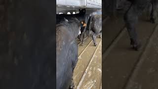 Unloading FAT Cattle [upl. by Assetan849]