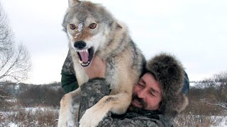 Wolf Reunites with Owner after trying to release him into the Wild [upl. by Monson]