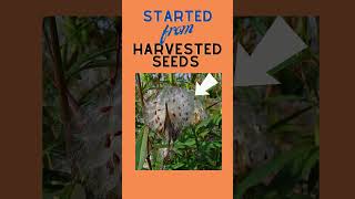 Growing Milkweed Plants from Seeds  Pacific Northwest Backyard Gardening [upl. by Nievelt580]