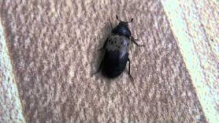 Larder Beetle Dermestidae Dermestes lardarius Locomotion [upl. by Chip248]