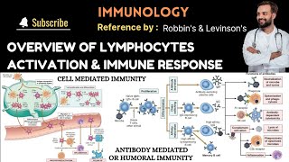 Overview of Lymphocyte Activation amp Immune Response  Acquired immunity  CMI amp AMI or HI [upl. by Reifinnej859]