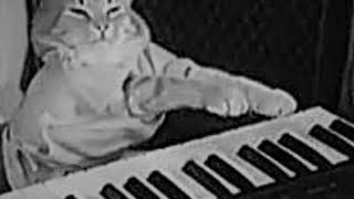 1984 The Keyboard Cat 𝙨𝙡𝙤𝙬𝙚𝙙 𝙧𝙚𝙫𝙚𝙧𝙗 Extended [upl. by Pavkovic]