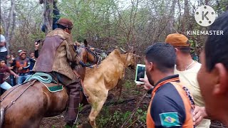 Imagens inéditas da Carreira do Boi Salgadinho com vaqueiros de Pernambuco [upl. by Bryce]