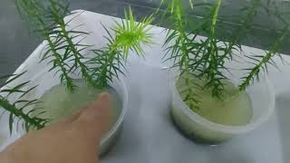 HIDROSILO GERM  planting gel for Araucaria Angustifolia Pine seed germination [upl. by Godwin141]