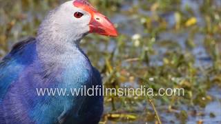 Purple Swamphen filmed feeding in perfect timing  Bird behaviour [upl. by Adnala]