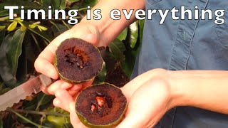 Chocolate Pudding Tree  Timing is everything  Black Sapote Fruit [upl. by Manuel]