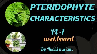 Pteridophytes general featuresclass 11cbseboardsneet [upl. by Esorylime]