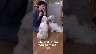 My Lhasa Apso Dogs Were So Smart With Dog Obedience Training Drills [upl. by Telimay]