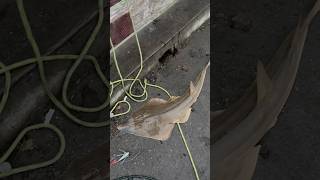 Solid pancake Guitarfish fishing pierfishing [upl. by Ades]