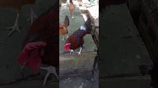 Jamaica black Red Henny Quality Gamefowl [upl. by Anirtac417]