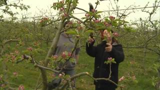 Larboriculture  Métiers et développement durable quotautour de lEstuaire de la Loirequot [upl. by Aiva]