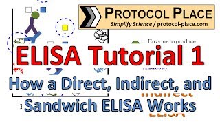 ELISA Tutorial 1 How a Direct Indirect and Sandwich ELISA Works [upl. by Harrad]